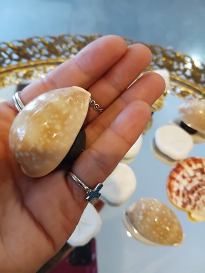 Echte Muschelmagnete – Handgefertigte Kühlschrankdekoration im Küstenstil