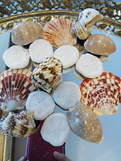 Echte Muschelmagnete – Handgefertigte Kühlschrankdekoration im Küstenstil