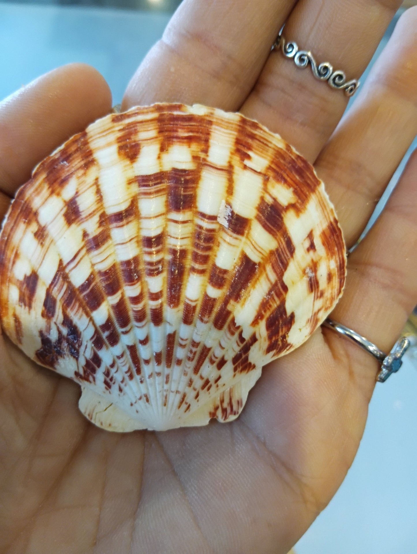 Echte Muschelmagnete – Handgefertigte Kühlschrankdekoration im Küstenstil